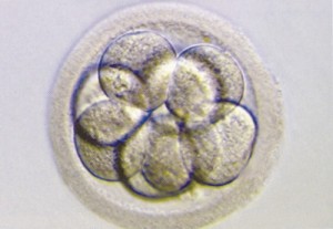 ingevroren-embryo-niet-langer-zwakke-broertje